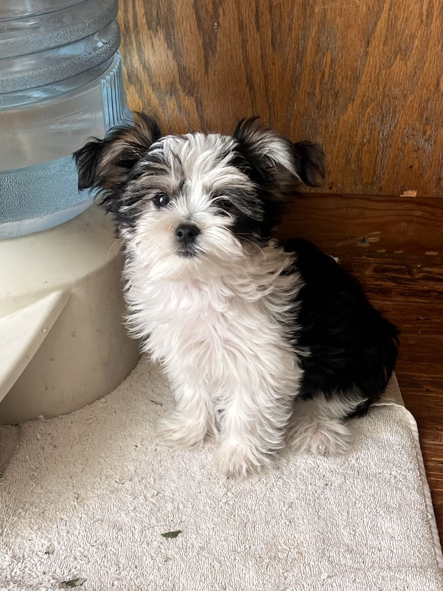 Morkie 
