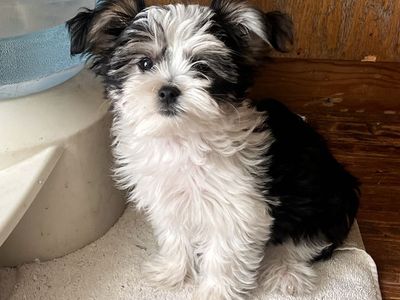 Morkie