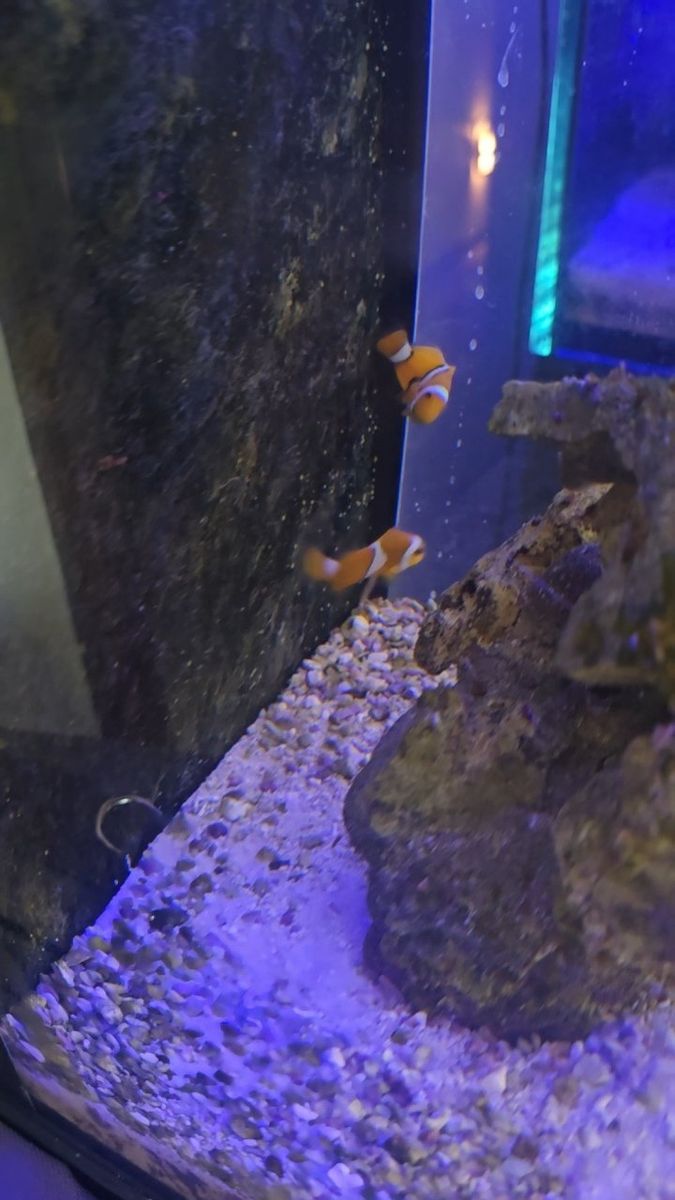 clownfish pair