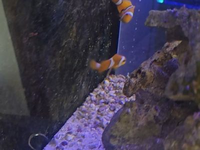 clownfish pair
