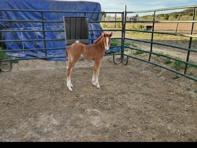 2026 Sorrel Horse Colt
