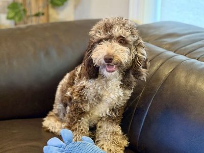 AKC Male Toy Poodle Studs