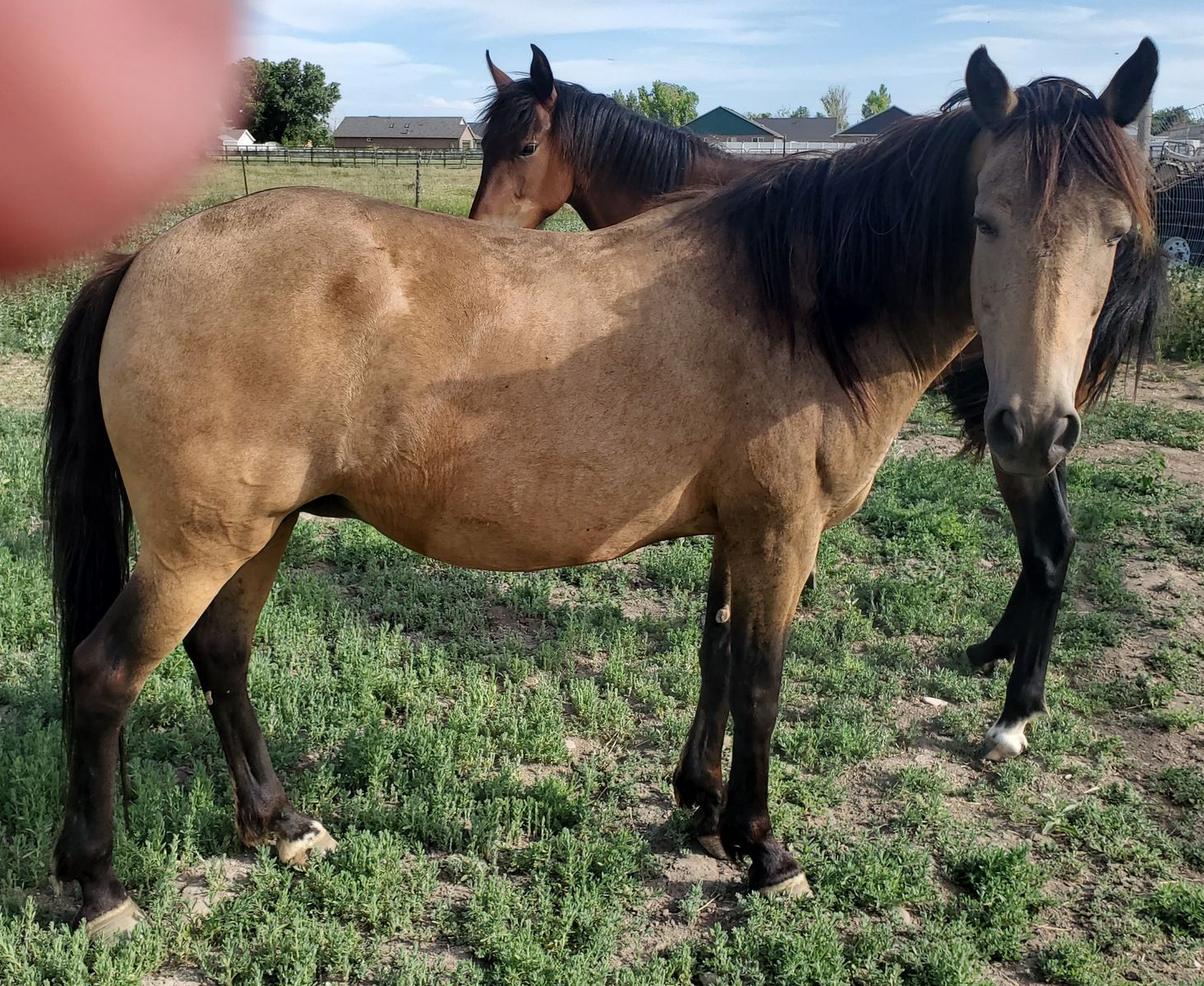 In utero Friesian X foals, coming soon May and June