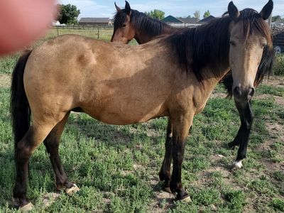 In utero Friesian X foals, coming soon May and June