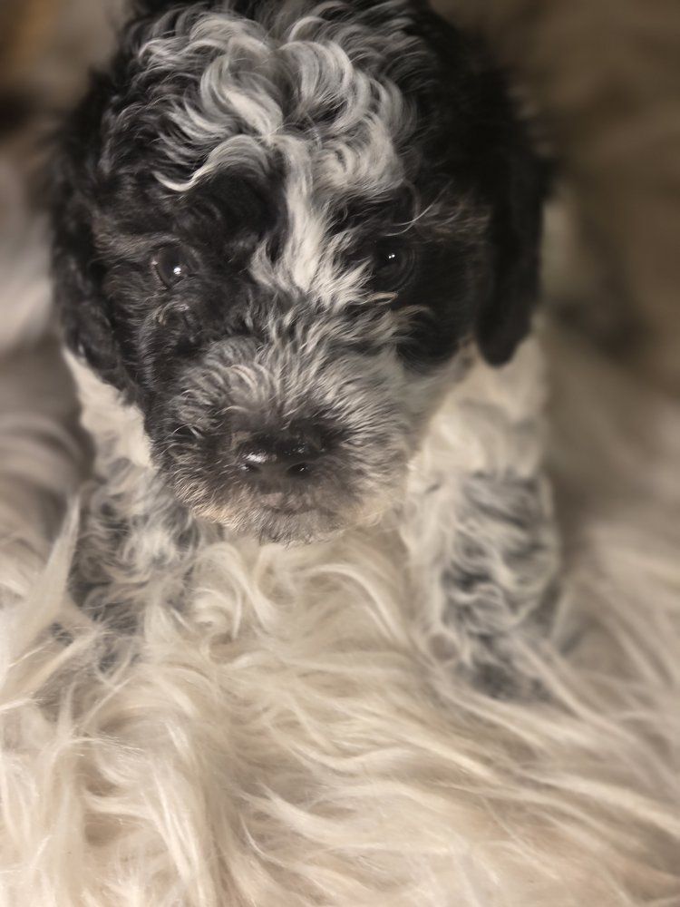 Purebred miniature poodle puppies