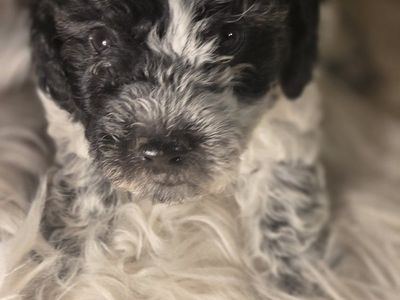 Purebred miniature poodle puppies