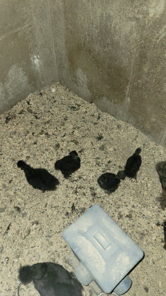 silkie chicks 5-6 weeks old 