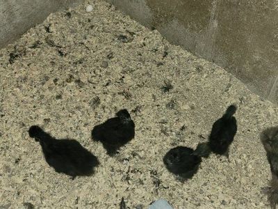 silkie chicks 5-6 weeks old