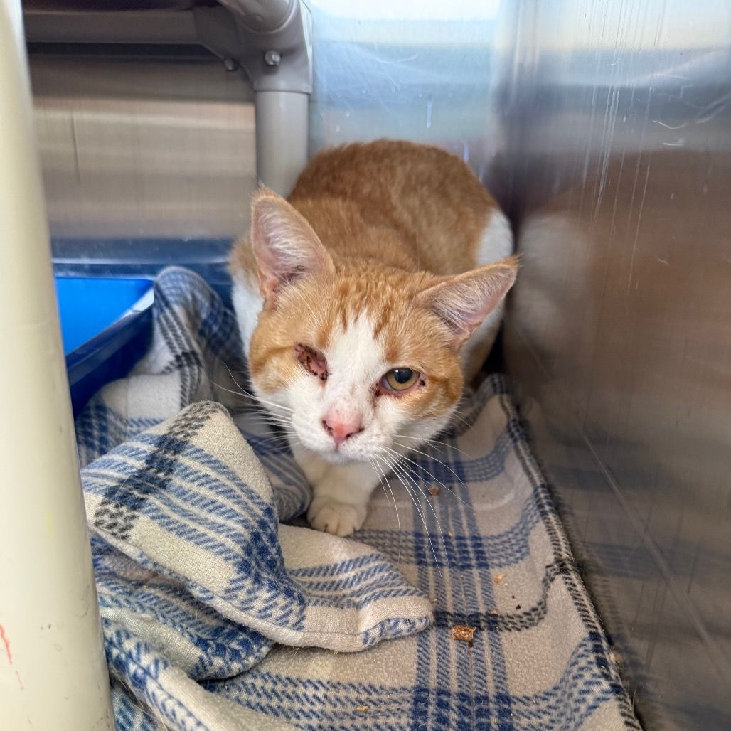 Hello my name is Cohort