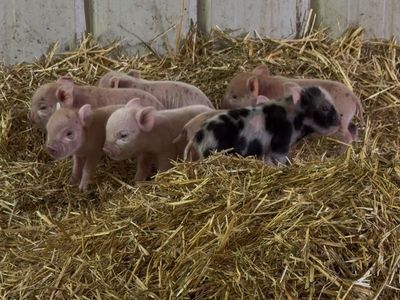 Kunekune Piglets