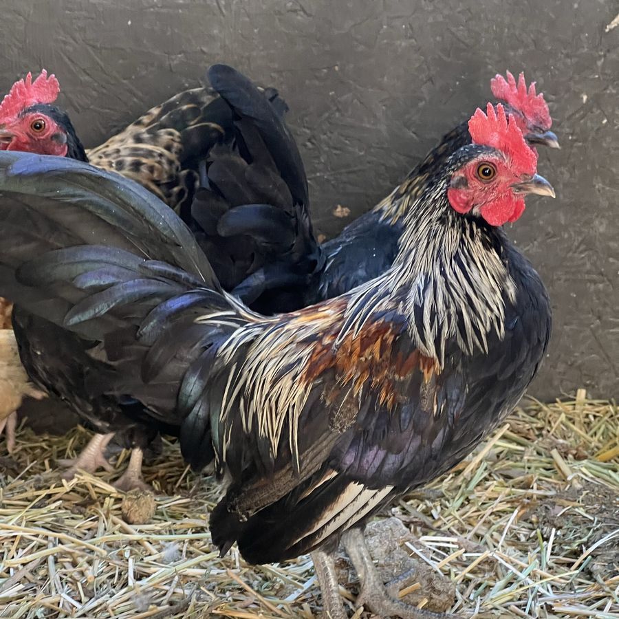 Azteca/Kikiriki Roosters