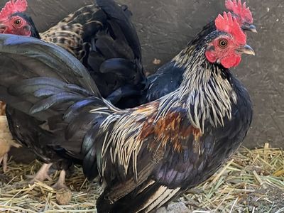 Azteca/Kikiriki Roosters