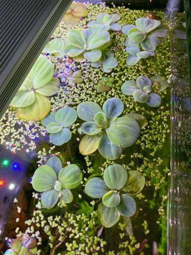 Live Aquarium Floating Plant – Dwarf Water Lettuce (Pistia stratiotes)