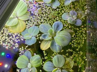 Live Aquarium Floating Plant – Dwarf Water Lettuce (Pistia stratiotes)