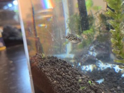 2 puffer fish