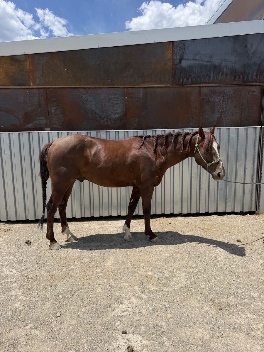 4 year old heel horse gelding