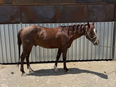 4 year old heel horse gelding
