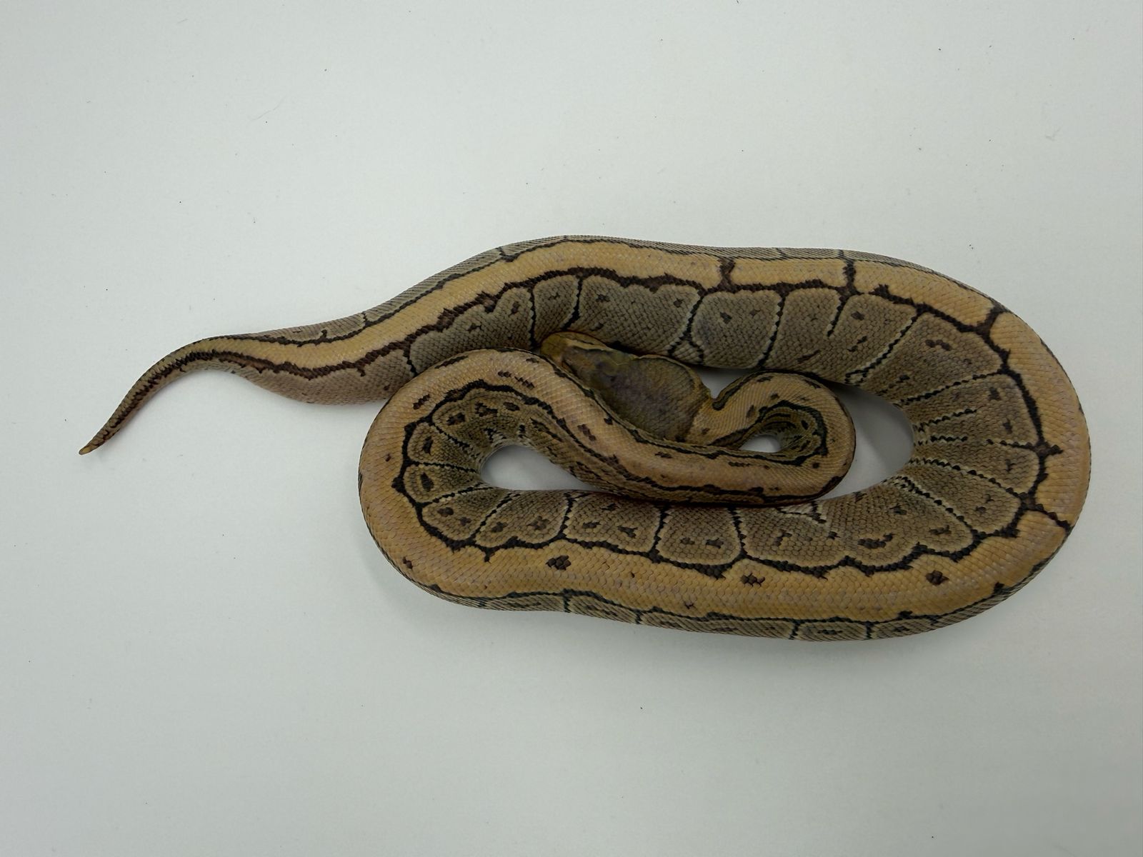 Main image 3