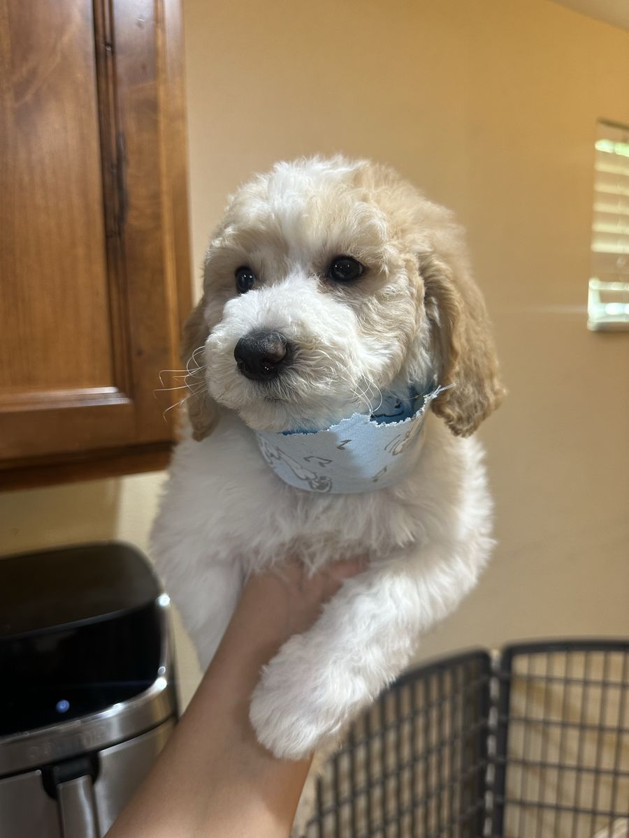 Golden doodle de 8 semanas