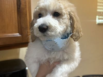 Golden doodle de 8 semanas