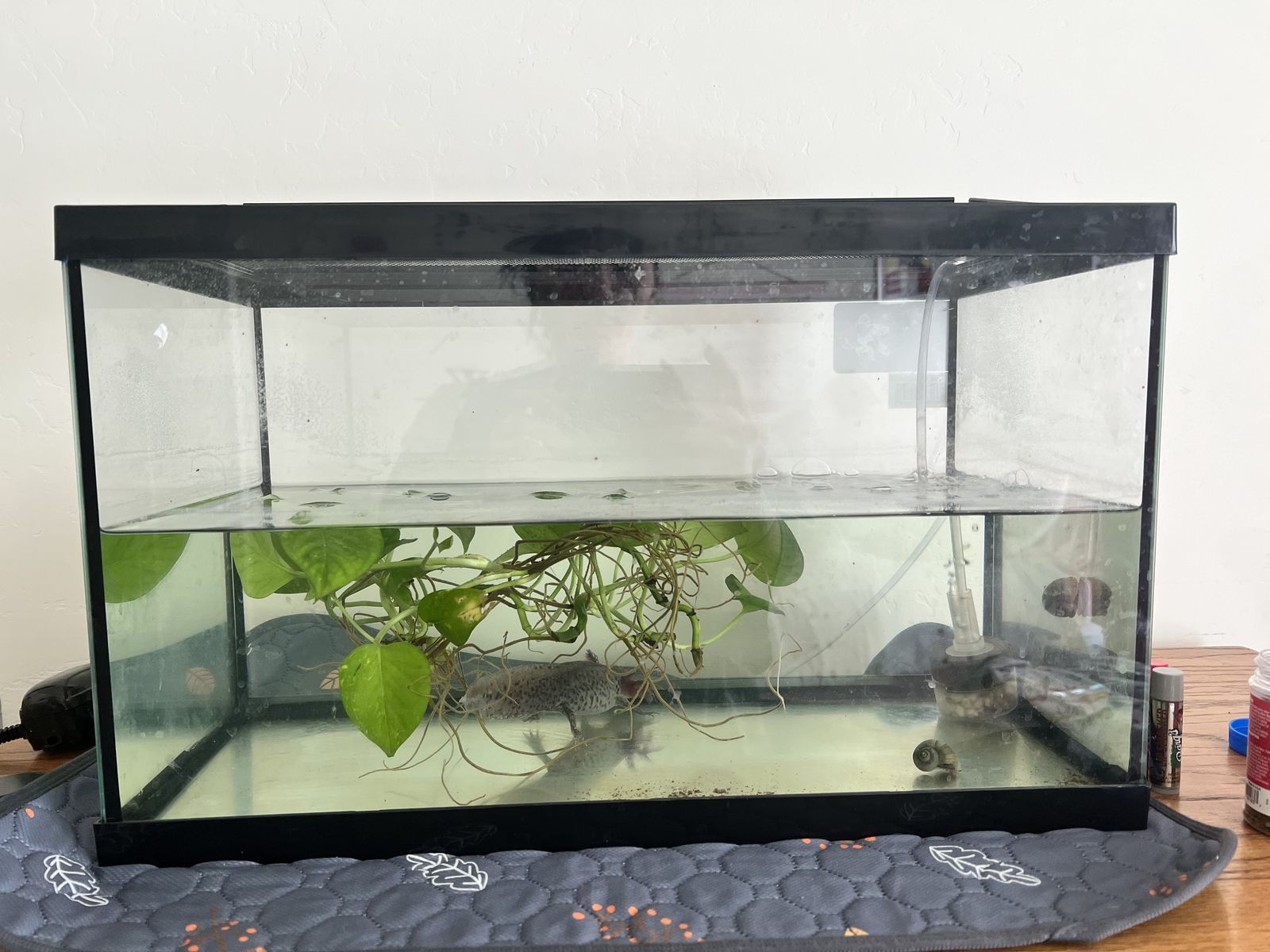 Axolotl Complete Setup – $125 OBO – American Fork