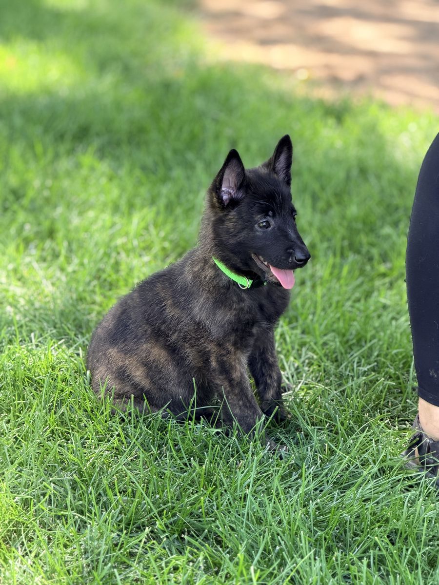 Belgian Malinois/Dutch shepherd puppies.