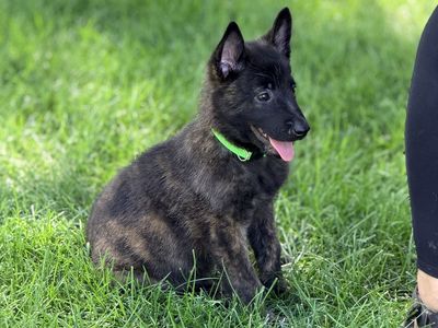 Belgian Malinois/Dutch shepherd puppies.