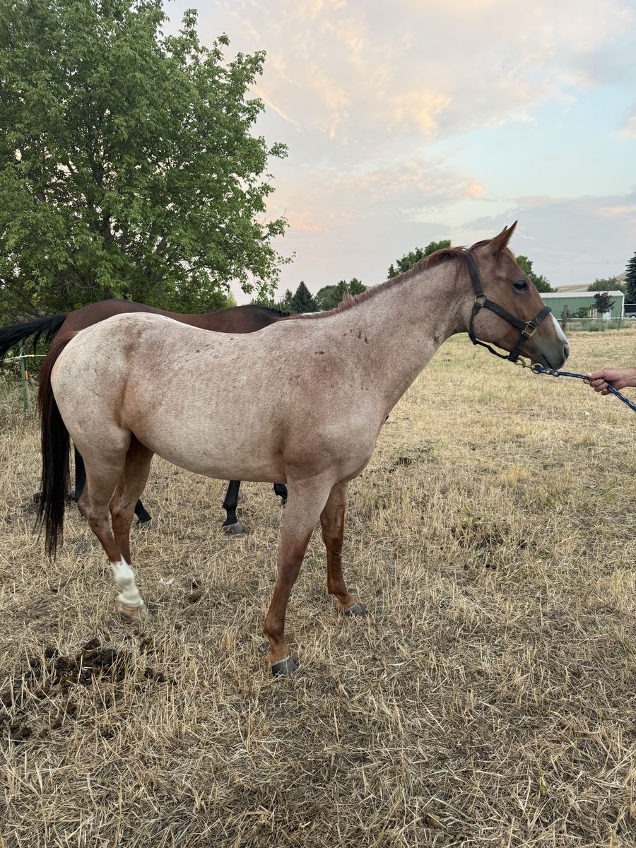 Nice red roan Filly