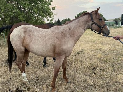 Nice red roan Filly