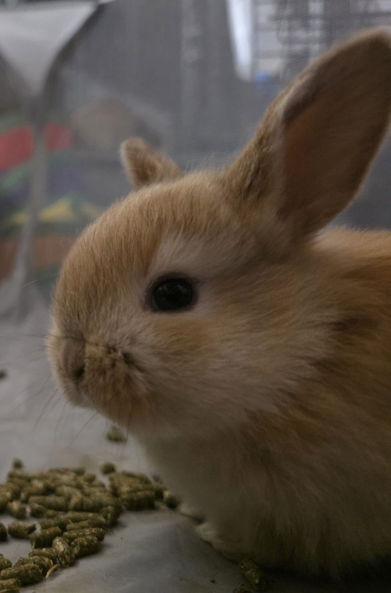 Holland lop mix bunnys