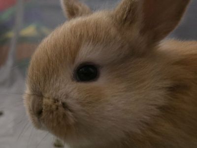 Holland lop mix bunnys