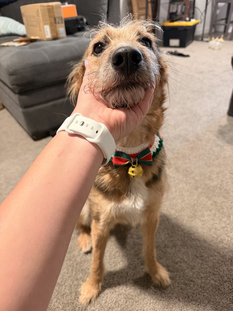 Christmas Pet Outfit