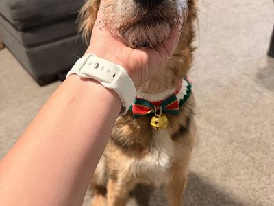 Christmas Pet Outfit