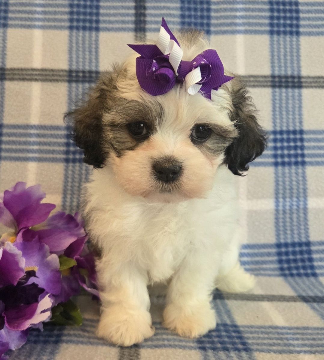 Main image 4