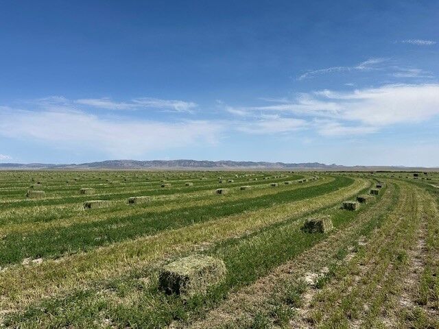 Alfalfa, small bales, Pesticide and Herbicide FREE