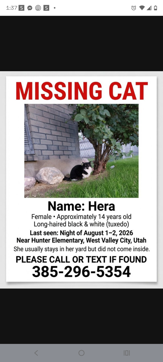 Missing cat (please help)