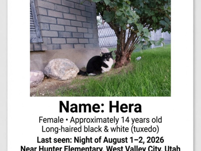 Missing cat (please help)