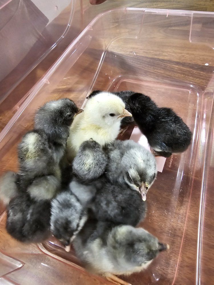 Olive Egger / Colored Egg Layer Chicks