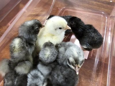 Olive Egger / Colored Egg Layer Chicks