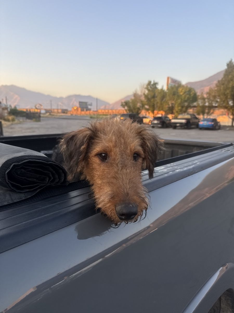 Found Male Airedale Terrier Dog - Spanish Fork Canyon