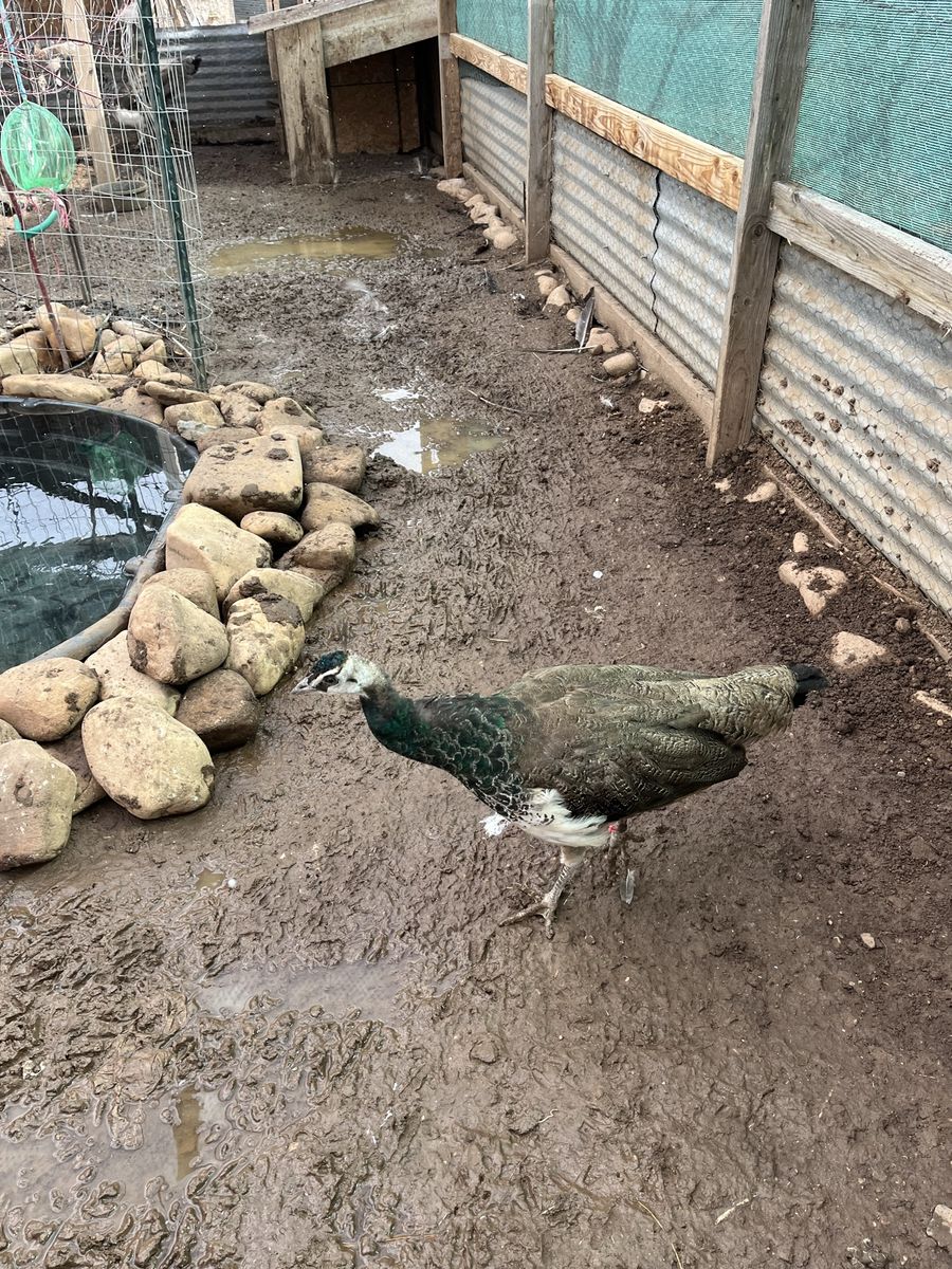 Juvenile Indian Blue Peacock