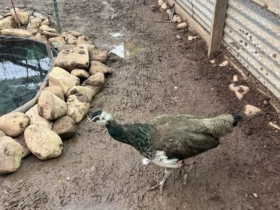 Juvenile Indian Blue Peacock