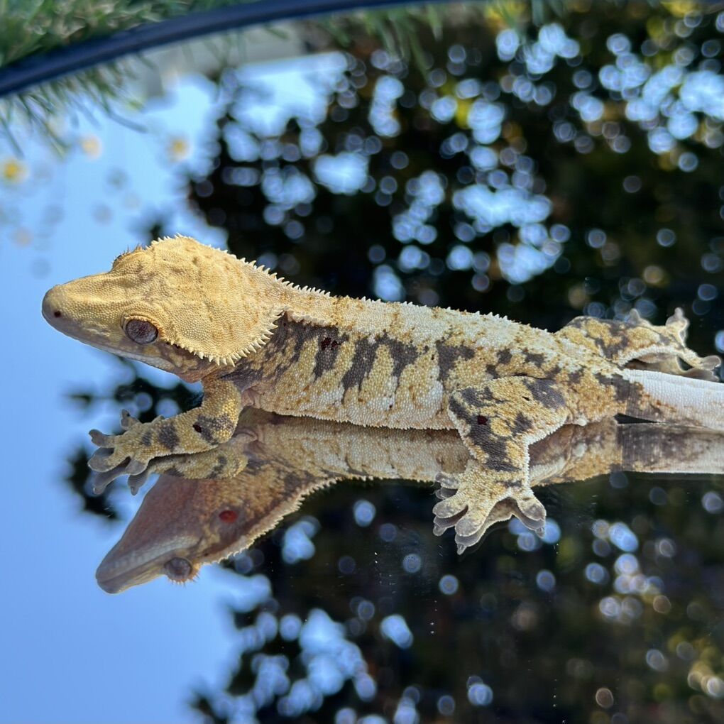 Crested Gecko