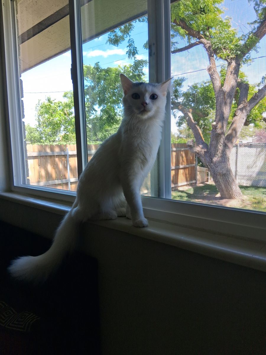 Free Cat