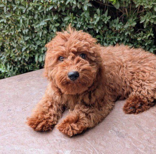Tiny Goldendoodle *MultiGen**