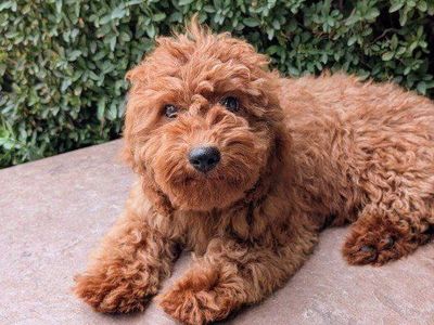 Tiny Goldendoodle *MultiGen**