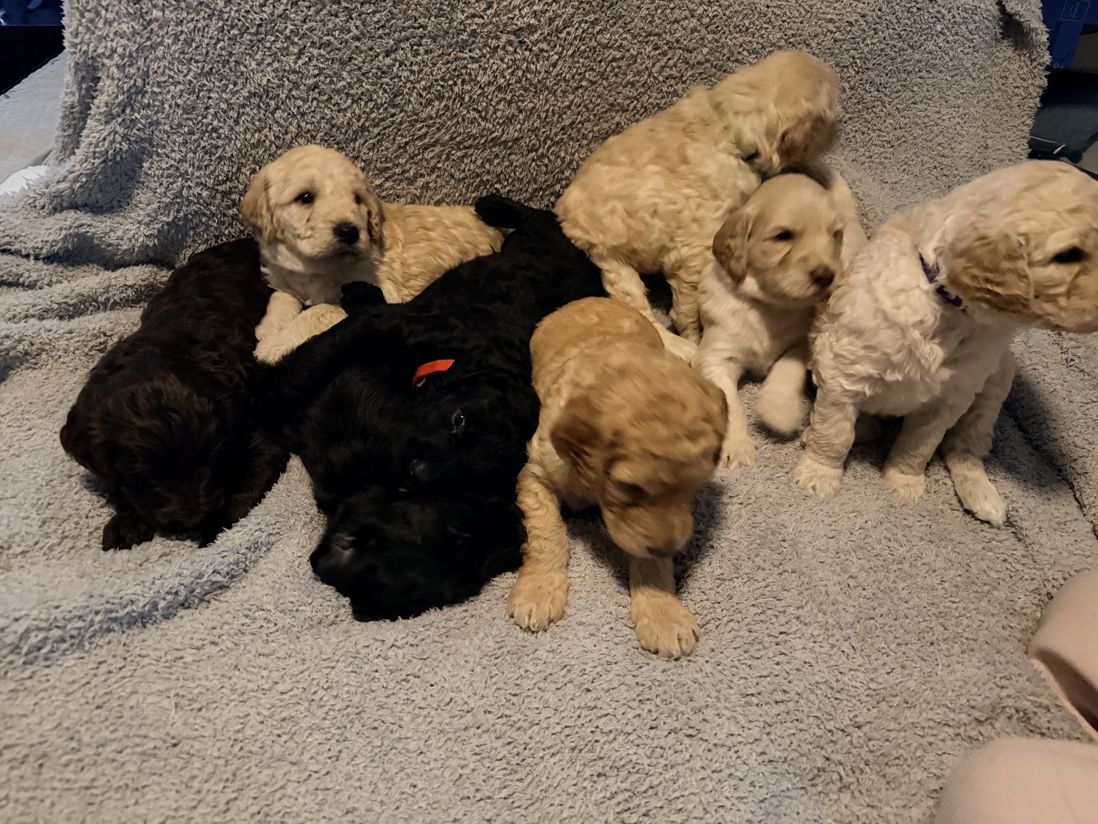 F1B Labradoodle Puppies For Sale