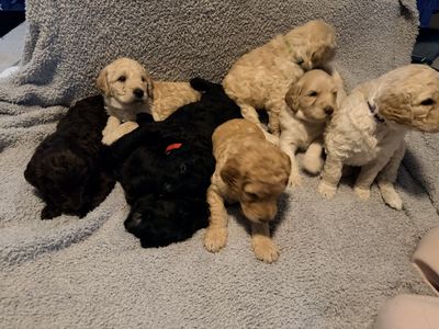 F1B Labradoodle Puppies For Sale