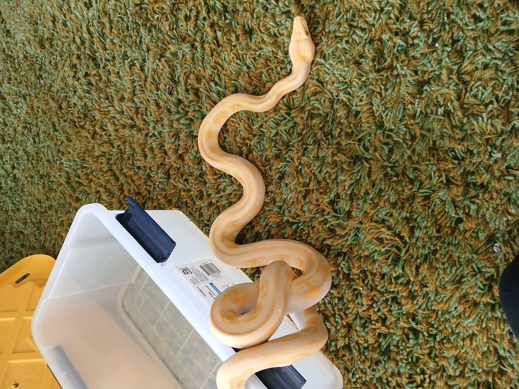 female lavender albino jaguar reticulated python