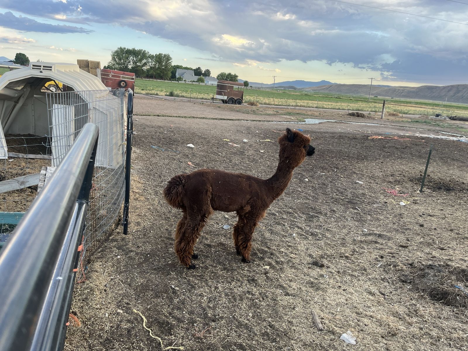 2 alpaca for sale- Full Huacaya